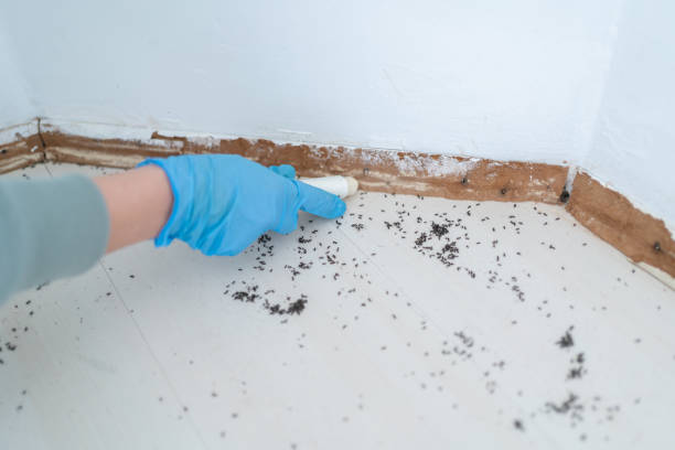 Best Wasp Removal Services  in Enetai, WA